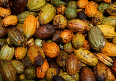 cocoa-scaled-1