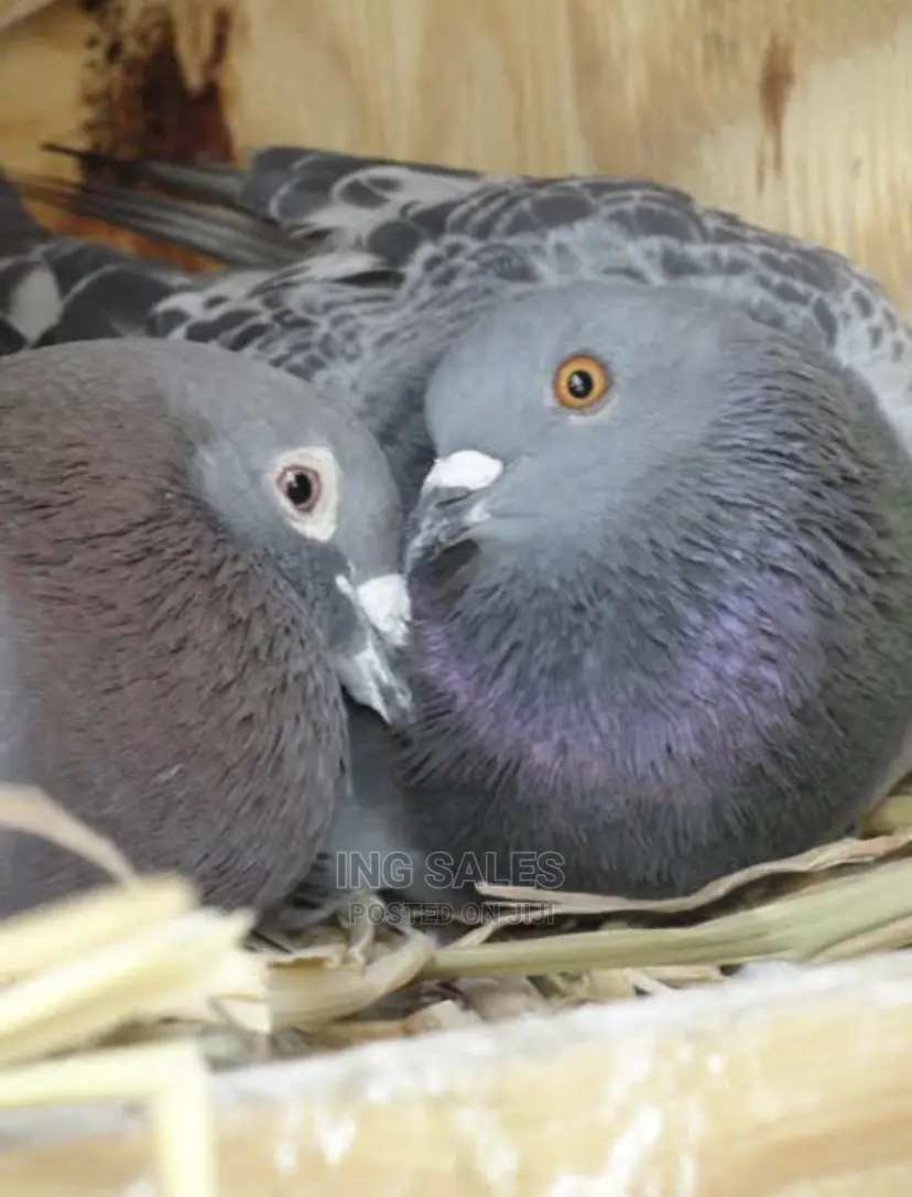 Pigeon for Sale