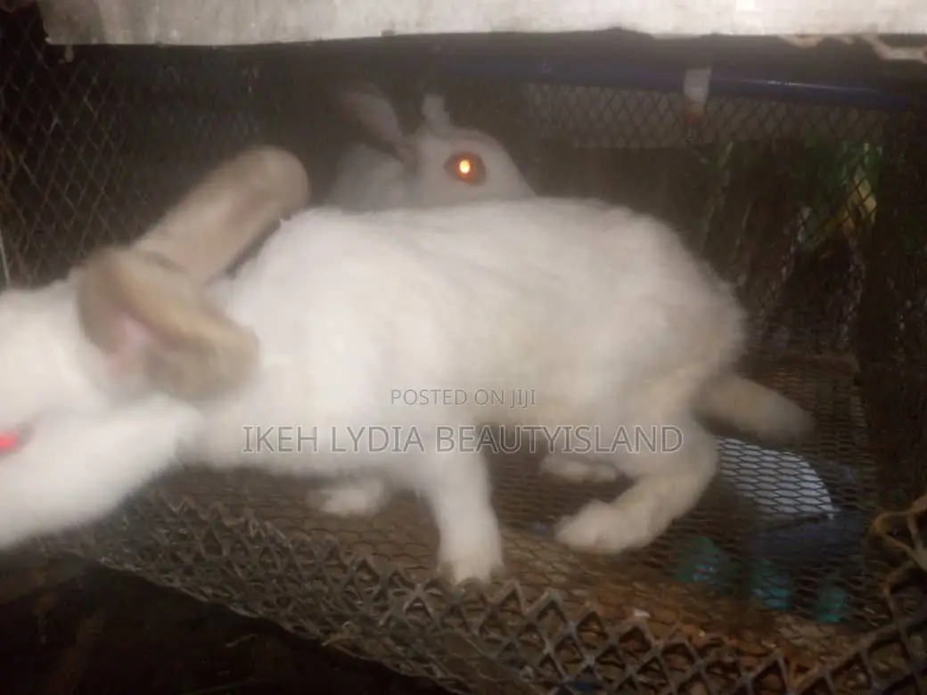 Giant Rabbits