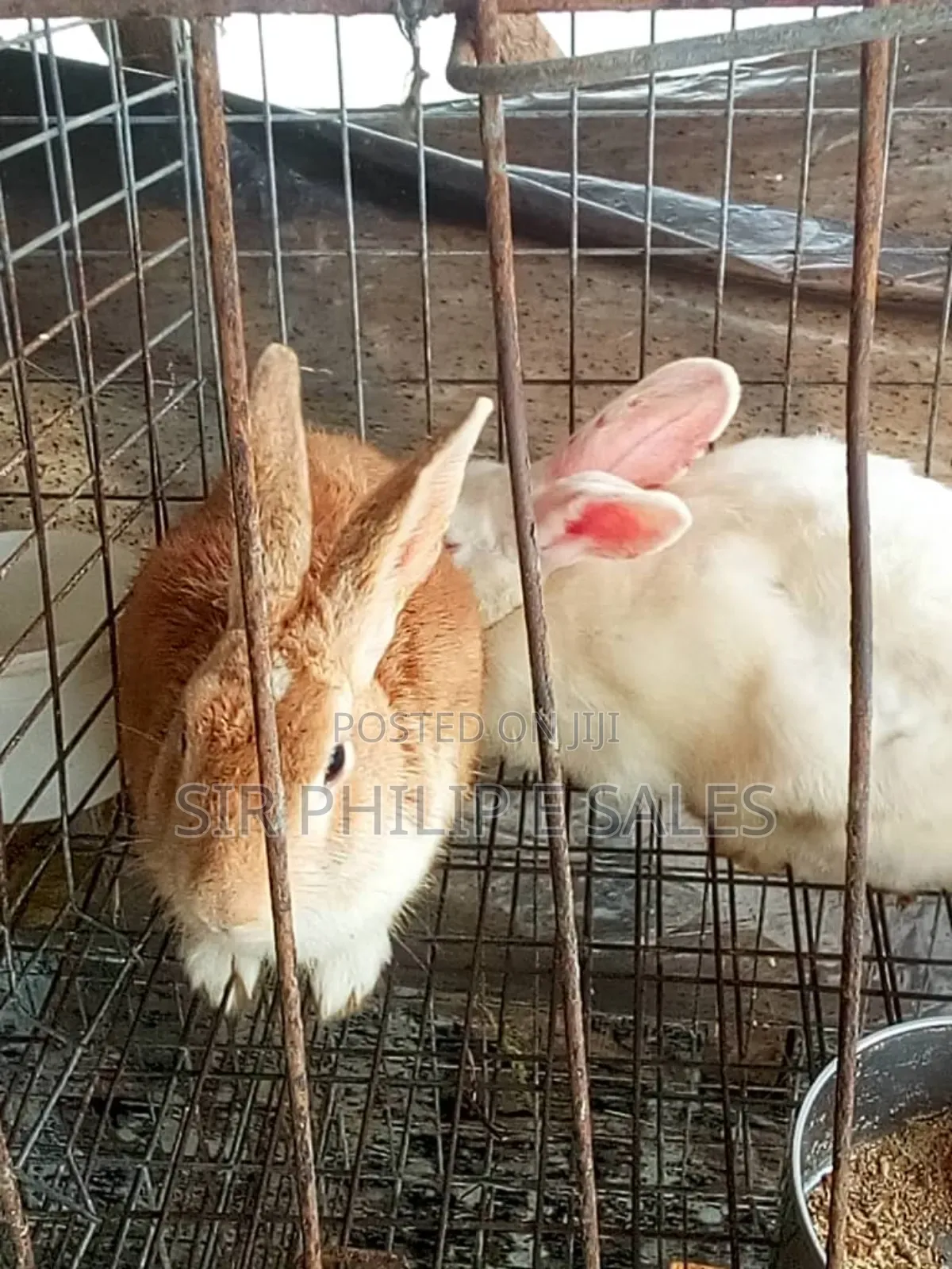 Purelybread Rabbit